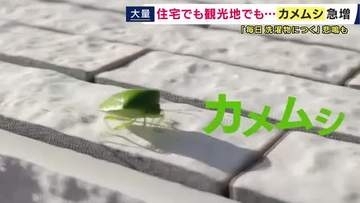 「キモっ！」「恐怖」「だめー！」「くさっ」　“緑色の厄介者”「カメムシ」が増加中　繁華街にも家にも…放置すると“仲間を呼んで”越冬する恐れも　害虫駆除の”プロ”が注意すべき点を解説