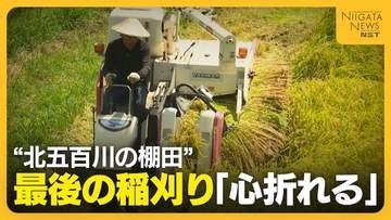 「心折れた」コメ作り断念の理由は“イノシシ”…絶景“北五百川の棚田”で最後の稲刈り　400年の歴史に幕下ろす　新潟・三条市