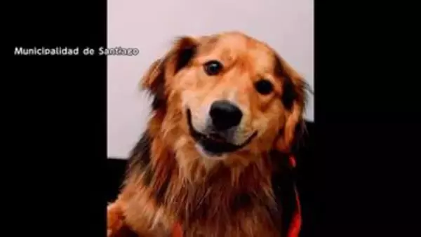 階段を埋め尽くすほどの犬　住宅に80匹超の犬と猫放置　適切な世話を怠った男に有罪判決　ほとんどが新しい飼い主のもとへ　イギリス
