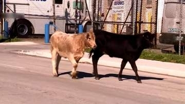 ウシが街に大脱走　120頭のせたトラックが横転　ドローンも投入し1日かけて捕獲　米・ミズーリ州
