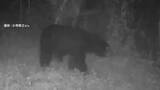 「都内でクマの姿をカメラが捉える　イノシシ用ワナ周辺を徘徊する体長1m超えるツキノワグマ　クマ用ワナ近く設置へ　東京・八王子市」の画像1