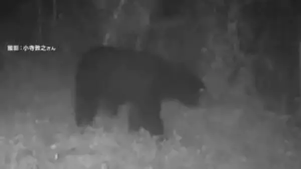 都内でクマの姿をカメラが捉える　イノシシ用ワナ周辺を徘徊する体長1m超えるツキノワグマ　クマ用ワナ近く設置へ　東京・八王子市