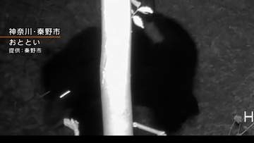 弘法山公園で再びクマ出没　センサーカメラーで撮影　20日に放獣した同一個体と判明　神奈川・秦野市