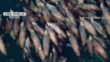 「約100頭はいた」ギュッと身を寄せ合う“トドの大群”　目的は大量のニシンか　3月終わりから4月の光景　北海道