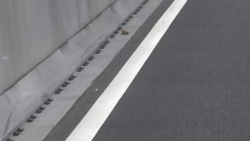 バイクを運転していた男が出頭　後部座席から転落した女性が後続車にひかれ死亡　東京・勝どき