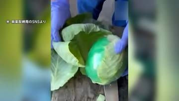 “偽キャベツ”に覚醒剤900キロ隠す　キャベツの葉をはがすと中から怪しい小包　アメリカの麻薬取締局が捜査