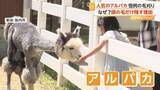 「「すごく細くなってびっくり」全身もふもふのアルパカ毛刈りで“ほっそり”…気になる頭だけ毛を残す理由を飼育員が回答」の画像1