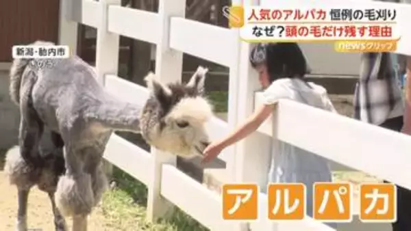 「すごく細くなってびっくり」全身もふもふのアルパカ毛刈りで“ほっそり”…気になる頭だけ毛を残す理由を飼育員が回答