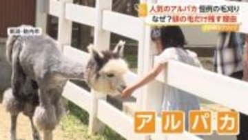「すごく細くなってびっくり」全身もふもふのアルパカ毛刈りで“ほっそり”…気になる頭だけ毛を残す理由を飼育員が回答