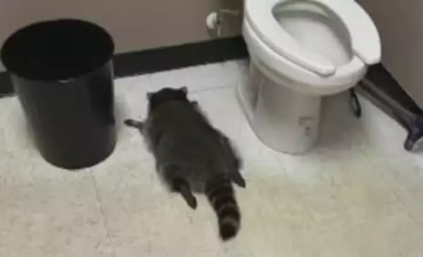 “泥酔アライグマ”が酒店のトイレで爆睡　“人間くさい行動”が世界的話題に…グッズも爆売れで売り上げ“4000”万円　アメリカ