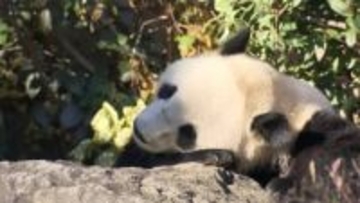 上野動物園「屋外で会えるパンダ」見納め…中国返還に向け室内に　“観覧予約券” 5000円超で転売も…本人確認等厳しくチェック