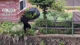 「宇都宮市クマ1頭捕獲も“複数のクマいる可能性ある”　あすも市立の小中学校を一斉休校、引き続き警戒へ」の画像1