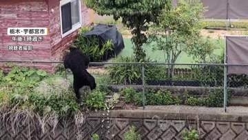 宇都宮市クマ1頭捕獲も“複数のクマいる可能性ある”　あすも市立の小中学校を一斉休校、引き続き警戒へ