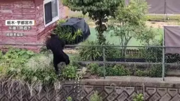 宇都宮市クマ1頭捕獲も“複数のクマいる可能性ある”　あすも市立の小中学校を一斉休校、引き続き警戒へ