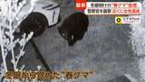 「“春グマ”がゴールデンウィーク前に各地の住宅地に出没　専門家「今年は冬眠明け自体早い」「餌資源が不十分で人里に」」の画像1