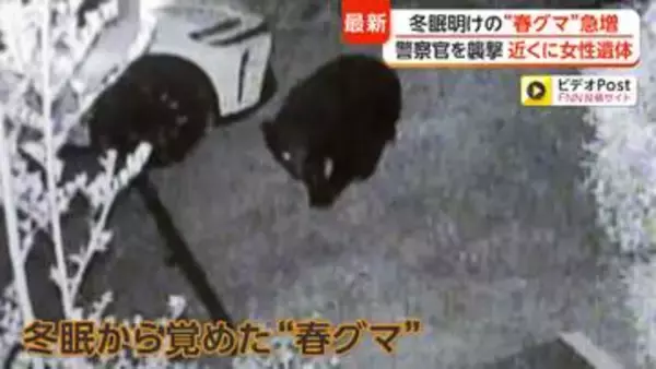 “春グマ”がゴールデンウィーク前に各地の住宅地に出没　専門家「今年は冬眠明け自体早い」「餌資源が不十分で人里に」