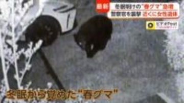 “春グマ”がゴールデンウィーク前に各地の住宅地に出没　専門家「今年は冬眠明け自体早い」「餌資源が不十分で人里に」