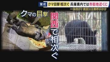 神戸・西宮・宝塚でも関西でクマ目撃相次ぐ　専門家「行動が活発になる時期」　調査するも「痕跡なし」道路使って通り抜けたか　対策を急ぐ自治体