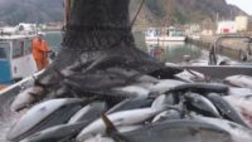 寒ブリが大漁！1日に1400本、17キロ超えの大物も　福井県美浜町の日向漁港　「待ちに待った！」今季一番の水揚げ