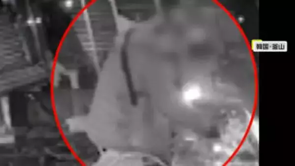 盗難トラックで店の入り口破壊、ショーケースたたき割り85万円相当の貴金属盗む　犯行時間わずか3分　韓国