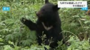 なぜ九州にクマはいない？最後の捕獲は1957年　専門家「落葉樹が少なくクマの好む環境が少ないため」と分析　“関門海峡”を渡る可能性は？