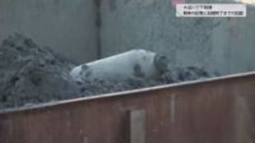 「信管は非常にきれいだった」アメリカ製250㎏不発弾が市街地のど真ん中で発見され自衛隊が安全化作業を終えるまでの記録　戦後80年経ても残る戦争の深い傷跡