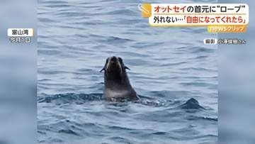 「とにかく外してあげたい」オットセイの首元にロープか　専門家は救出を願うも“捕獲は困難”と指摘　富山湾