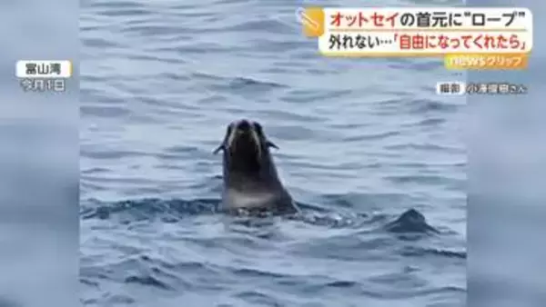 「とにかく外してあげたい」オットセイの首元にロープか　専門家は救出を願うも“捕獲は困難”と指摘　富山湾