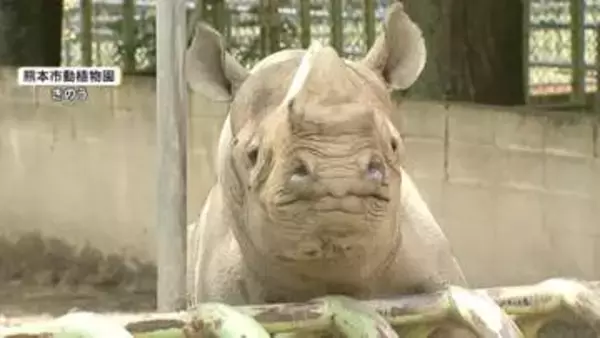 サイが突進、50代男性飼育員が重傷　仕切り扉の確認不十分が原因か　熊本市動植物園