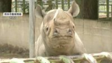 サイが突進、50代男性飼育員が重傷　仕切り扉の確認不十分が原因か　熊本市動植物園