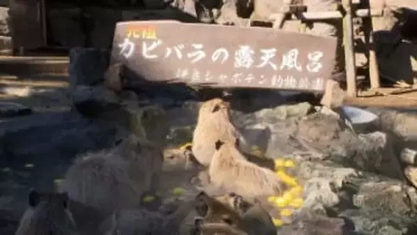 年末年始は10年に一度の暖かさか　冬至で温泉に2026個の柚子　静岡・伊東市「カピバラのゆず湯」1月12日まで毎日