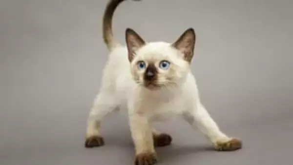 シャム猫の毛柄は体温で変わる！耳や鼻、しっぽなど体の先端だけが色付く“ポイント”の理由と青い目の法則