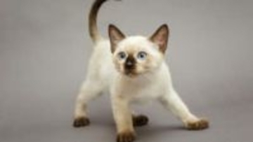 シャム猫の毛柄は体温で変わる！耳や鼻、しっぽなど体の先端だけが色付く“ポイント”の理由と青い目の法則