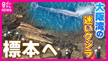 大阪湾“迷いクジラ”を約2年ぶりに掘り起こし　今後は骨格標本に…「少なくともあと1～2年かかる」　数年がかりになる理由は骨の中の“脂肪除去”