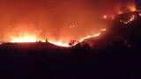 「猫の尻尾に可燃性の布　イタリア南部カラブリア州の山火事で放火手口か」の画像1