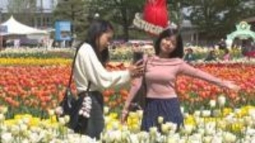 となみチューリップフェア開幕！ 過去最大300品種350万本が鮮やかに彩る　入場料値上げも観光客続々