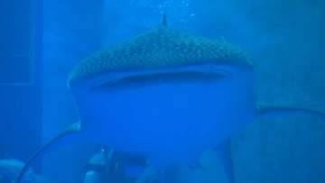 ジンベエザメが8カ月ぶりに帰る　能登半島地震で被災「のとじま水族館」のシンボル　石川県内で定置網に入った1頭