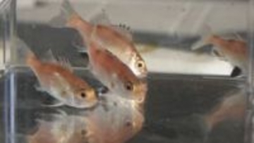 高級魚ノドグロの栽培漁業に大きな一歩　98％がオスだった稚魚、ある新手法でメスの割合を6倍まで増加