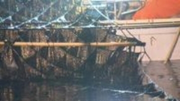 ご飯のお供が“高級化”か…『海苔』の価格がここ数年で約1.8倍に高騰 背景に一大産地・有明海の栄養不足