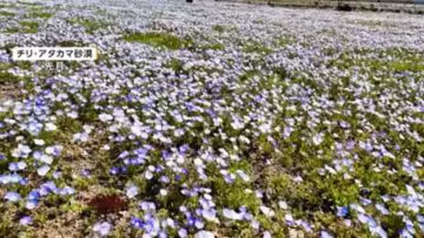 数年に一度、花が咲き誇るチリの砂漠　休眠状態の種・球根が大雨で一斉に芽吹く　チェコで川が干上がり「ムール貝」数十万匹が露出