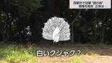 「「白いクジャクのような鳥を目撃した」体長50～70センチで「ホッホー」と鳴く“謎の鳥”の正体は「ハッカン」【2025人気記事】」の画像1