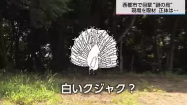 「白いクジャクのような鳥を目撃した」体長50～70センチで「ホッホー」と鳴く“謎の鳥”の正体は「ハッカン」【2025人気記事】