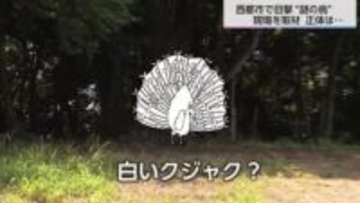 「白いクジャクのような鳥を目撃した」体長50～70センチで「ホッホー」と鳴く“謎の鳥”の正体は「ハッカン」【2025人気記事】