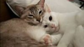 「猫は家族」UAEからの帰国を“断念”した日本人女性　総領事館からの退避支援連絡に「無理だなと思った」