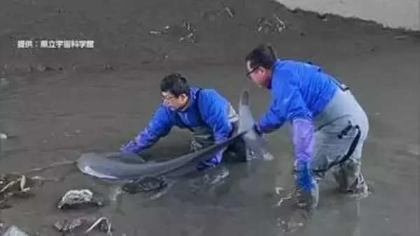 「“迷子のイルカ”を救出！ 河口から約30キロ上流で泥に埋まり、もがいていた絶滅危惧種の「スナメリ」を無事に放流」の画像