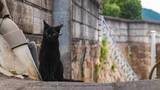 「一人旅ときどき猫。全国の猫がいる街、似合う街10景【一人旅研究会の“日本”ノスタルジック写真館】」の画像1