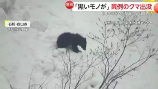 「冬眠期に異常な事態」早くもクマの出没相次ぐ　石川・岩手・北海道・関東でも　専門家「食料求め人里に下りる可能性も」