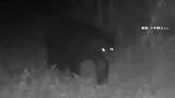 「東京・八王子でクマ出没　付近に住宅地や小学校　クマよけ鈴持ち登下校も　専門家語る“東京ならではの注意点”「きちんとごみ出しを」」の画像1