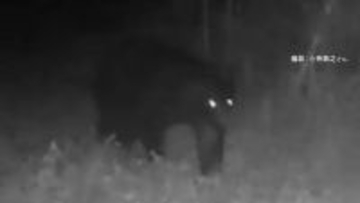 東京・八王子でクマ出没　付近に住宅地や小学校　クマよけ鈴持ち登下校も　専門家語る“東京ならではの注意点”「きちんとごみ出しを」