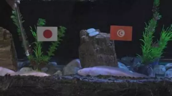 ウーパールーパーはどっちを選ぶ？　水族館の人気者が日本戦の勝敗を予想　メキシコ【サッカーFIFAワールドカップ2026】